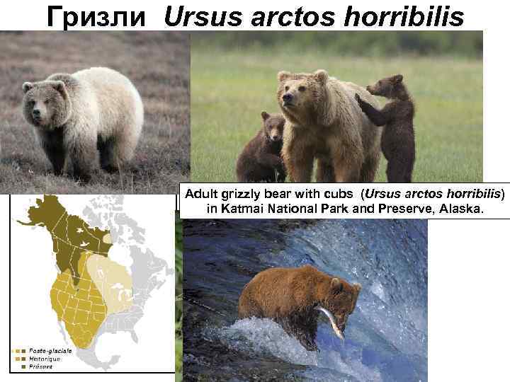 Гризли Ursus arctos horribilis Adult grizzly bear with cubs (Ursus arctos horribilis) in Katmai