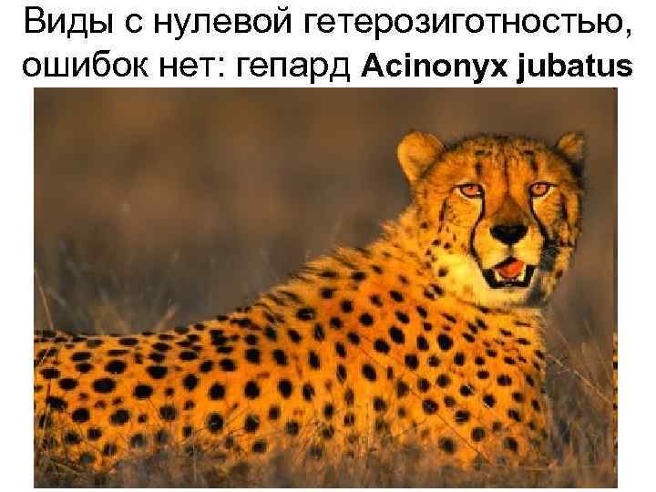 Виды с нулевой гетерозиготностью, ошибок нет: гепард Acinonyx jubatus 