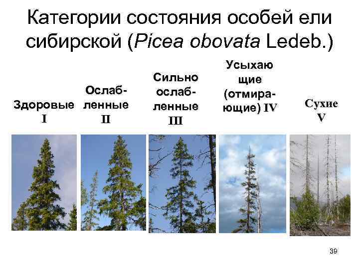 Категории состояния особей ели сибирской (Picea obovata Ledeb. ) Ослаб. Здоровые ленные I II