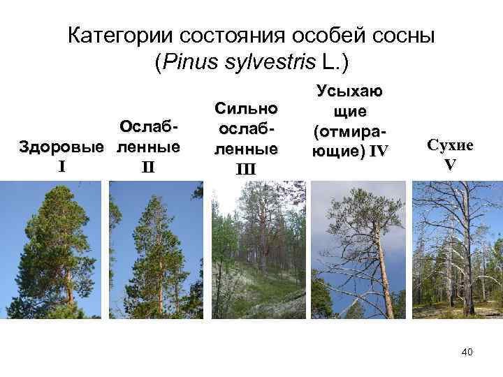 Категории состояния особей сосны (Pinus sylvestris L. ) Ослаб. Здоровые ленные I II Сильно