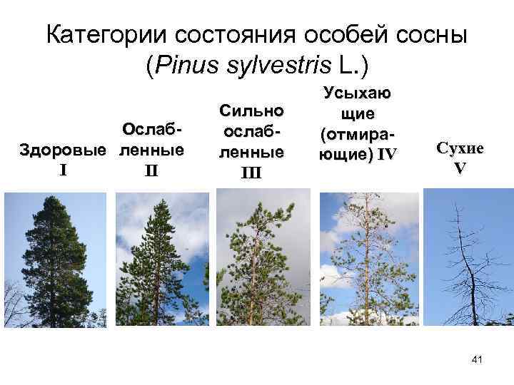 Категории состояния особей сосны (Pinus sylvestris L. ) Ослаб. Здоровые ленные I II Сильно