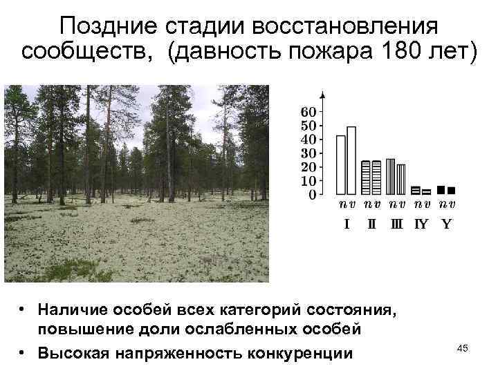 Поздние стадии восстановления сообществ, (давность пожара 180 лет) • Наличие особей всех категорий состояния,