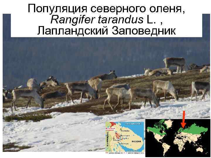 Популяция северного оленя, Rangifer tarandus L. , Лапландский Заповедник 