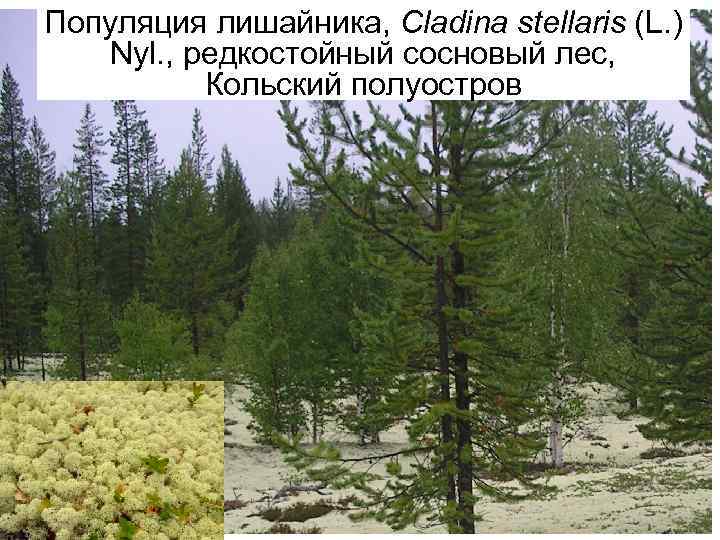 Популяция лишайника, Cladina stellaris (L. ) Nyl. , редкостойный сосновый лес, Кольский полуостров 