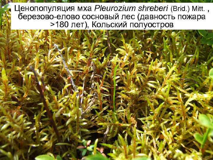 Ценопопуляция мха Pleurozium shreberi (Brid. ) Mitt. , березово-елово сосновый лес (давность пожара >180