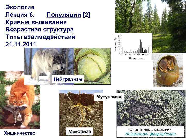 Экология Лекция 6. Популяции [2] Кривые выживания Возрастная структура Типы взаимодействий 21. 11. 2011