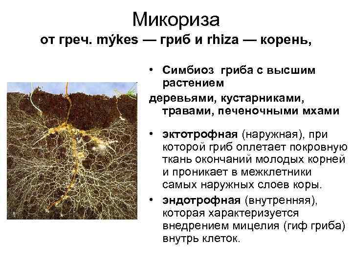 Микориза от греч. mýkes — гриб и rhiza — корень, • Симбиоз гриба с