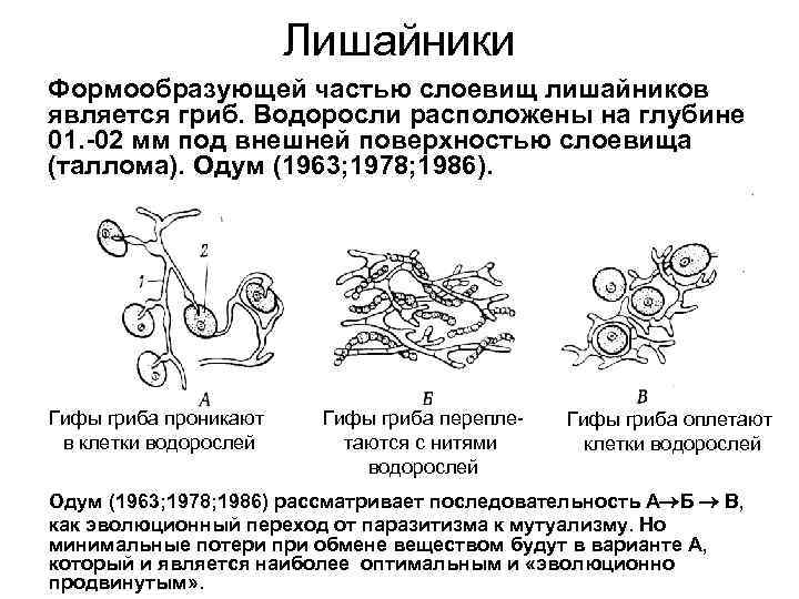 Лишайники Формообразующей частью слоевищ лишайников является гриб. Водоросли расположены на глубине 01. -02 мм