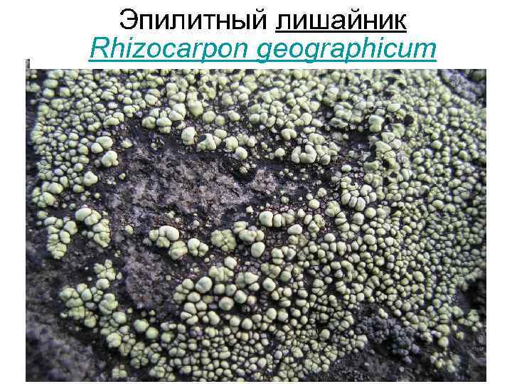 Эпилитный лишайник Rhizocarpon geographicum 