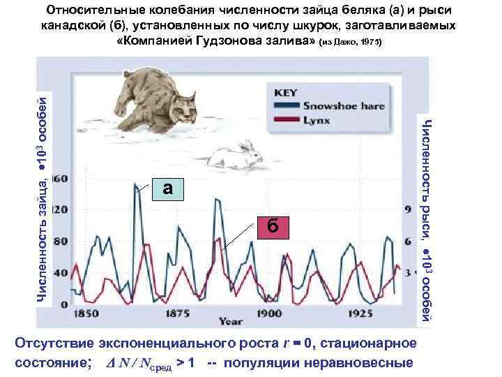 а б Численность рыси, 103 особей Численность зайца, 103 особей Относительные колебания численности зайца