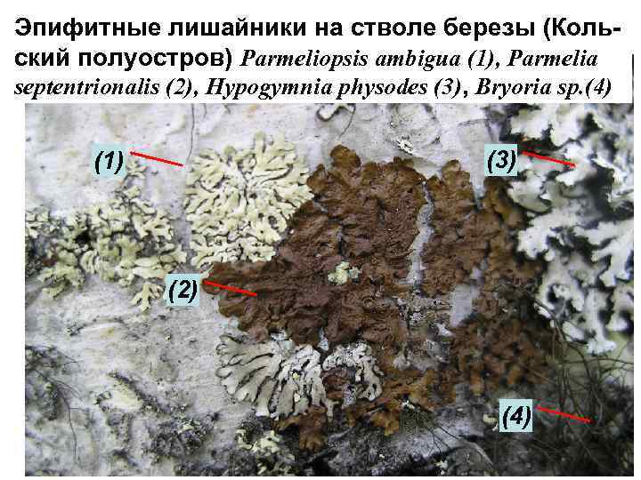 Эпифитные лишайники на стволе березы (Кольский полуостров) Parmeliopsis ambigua (1), Parmelia septentrionalis (2), Hypogymnia