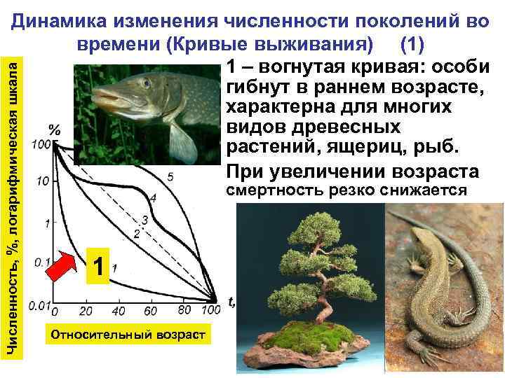 Численность, %, логарифмическая шкала Динамика изменения численности поколений во времени (Кривые выживания) (1) 1