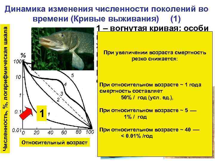 Численность, %, логарифмическая шкала Динамика изменения численности поколений во времени (Кривые выживания) (1) 1