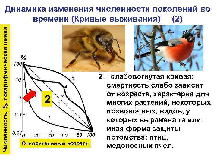Численность, %, логарифмическая шкала Динамика изменения численности поколений во времени (Кривые выживания) (2) 2
