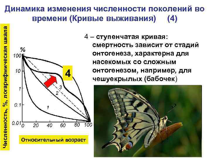Численность, %, логарифмическая шкала Динамика изменения численности поколений во времени (Кривые выживания) (4) 4