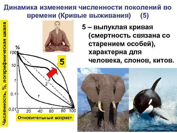 Численность, %, логарифмическая шкала Динамика изменения численности поколений во времени (Кривые выживания) (5) 5