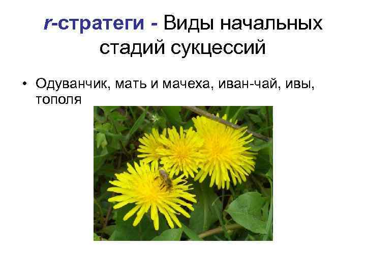 r-стратеги - Виды начальных стадий сукцессий • Одуванчик, мать и мачеха, иван-чай, ивы, тополя