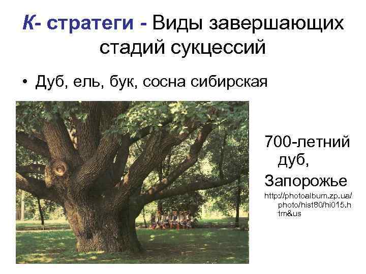 К- стратеги - Виды завершающих стадий сукцессий • Дуб, ель, бук, сосна сибирская 700