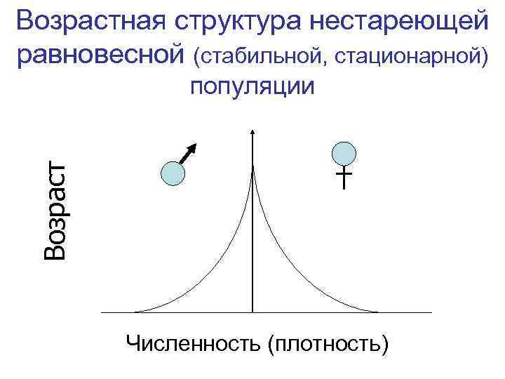 Возрастная структура нестареющей равновесной (стабильной, стационарной) Возраст популяции Численность (плотность) 