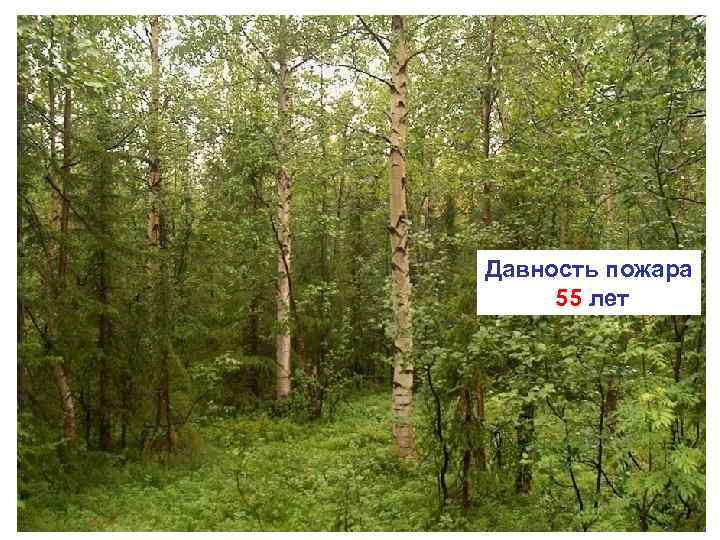 Давность пожара 55 лет 