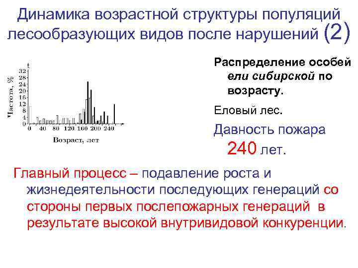 Динамика возрастной структуры популяций лесообразующих видов после нарушений (2) Распределение особей ели сибирской по