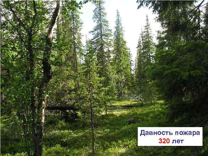 Давность пожара 320 лет 