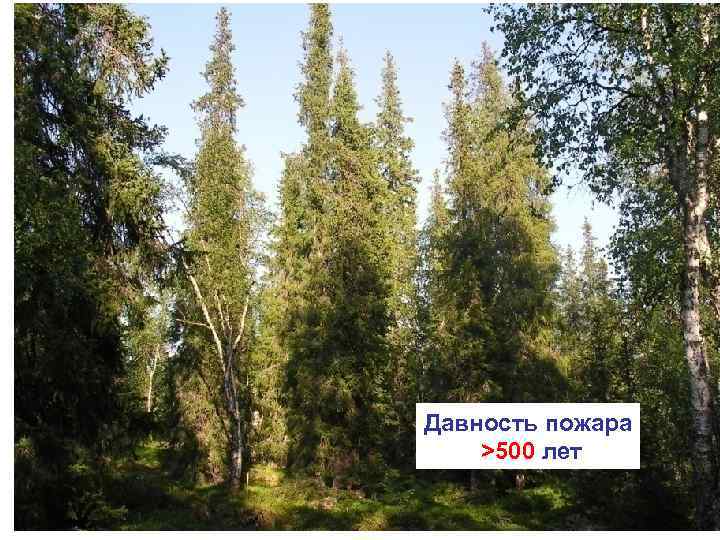 Давность пожара >500 лет 