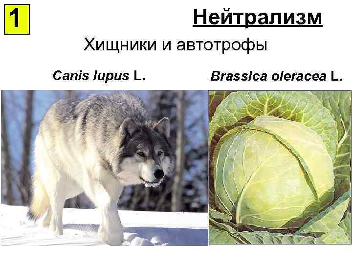 1 Нейтрализм Хищники и автотрофы Canis lupus L. Brassica oleracea L. 