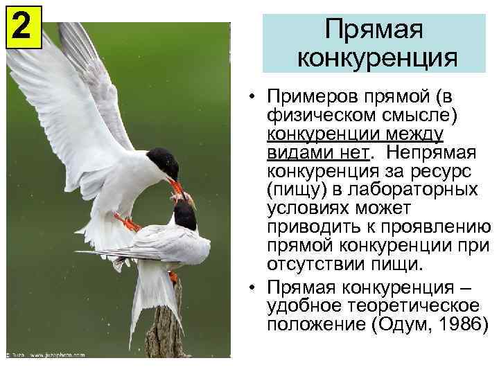 2 Прямая конкуренция • Примеров прямой (в физическом смысле) конкуренции между видами нет. Непрямая