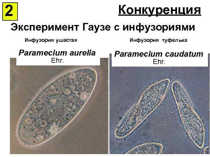 2 Конкуренция Эксперимент Гаузе с инфузориями Инфузория ушастая Paramecium aurelia Ehr. Инфузория туфелька Paramecium