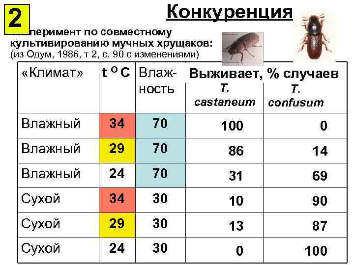Конкуренция 2 Эксперимент по совместному культивированию мучных хрущаков: (из Одум, 1986, т 2, с.