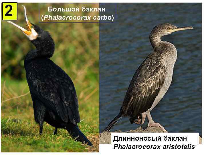 2 Большой баклан (Phalacrocorax carbo) Длинноносый баклан. БАКЛАН БОЛЬШОЙ Phalacrocorax aristotelis carbo) (Phalacrocorax Длинноносый