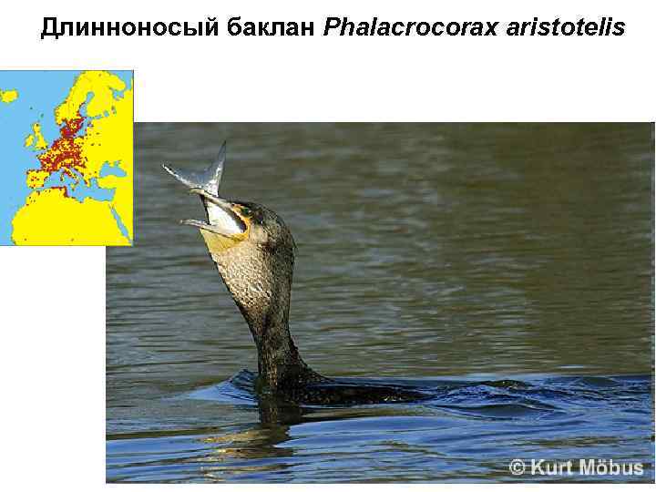 Длинноносый баклан Phalacrocorax aristotelis 