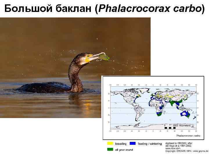 Большой баклан (Phalacrocorax carbo) Европа (до Кольского полуострова) Азии (до Северного Казахстана и Байкала).