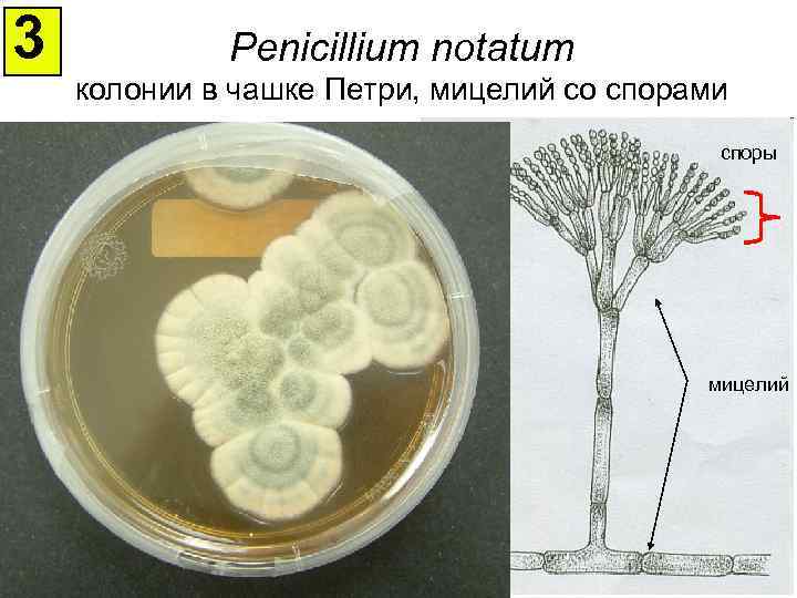 3 Penicillium notatum колонии в чашке Петри, мицелий со спорами споры мицелий 