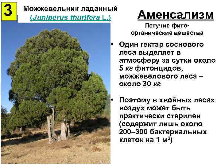 3 Можжевельник ладанный (Juniperus thurifera L. ) Аменсализм Летучие фитоорганические вещества • Один гектар