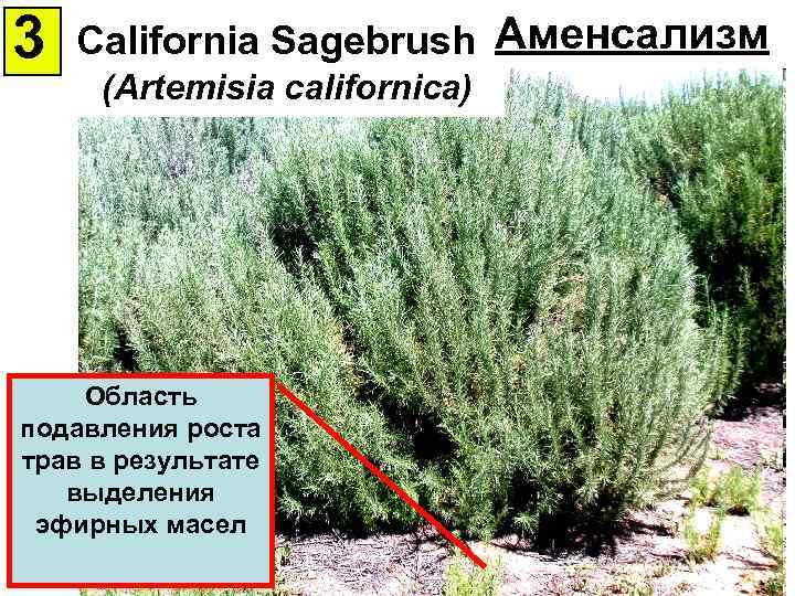 3 California Sagebrush Аменсализм (Artemisia californica) Область подавления роста трав в результате выделения эфирных