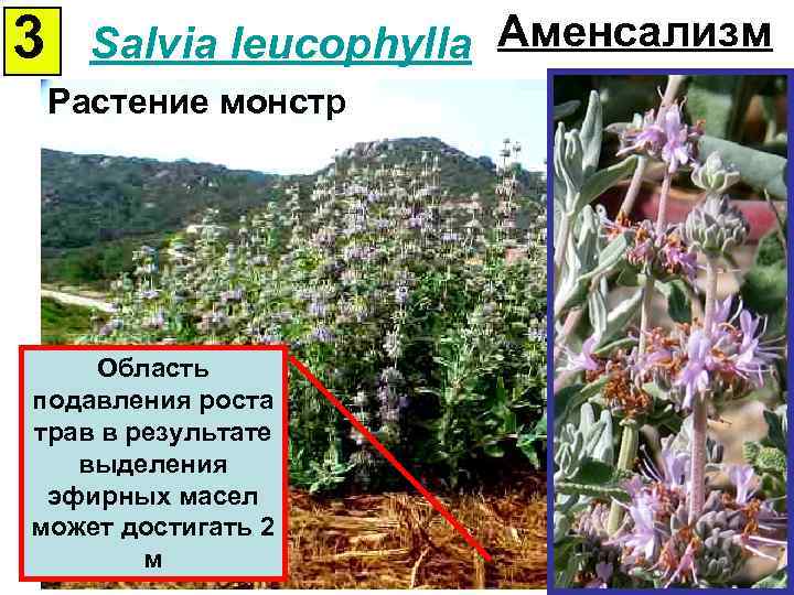 3 Salvia leucophylla Аменсализм Растение монстр Область подавления роста трав в результате выделения эфирных