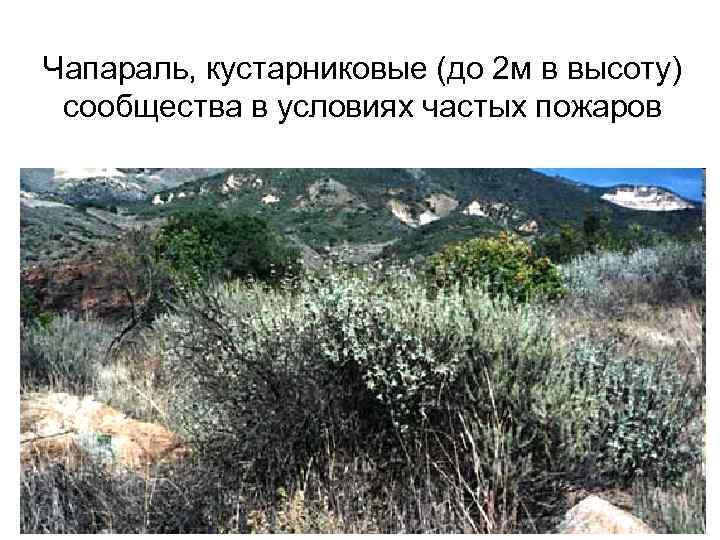 Чапараль, кустарниковые (до 2 м в высоту) сообщества в условиях частых пожаров 