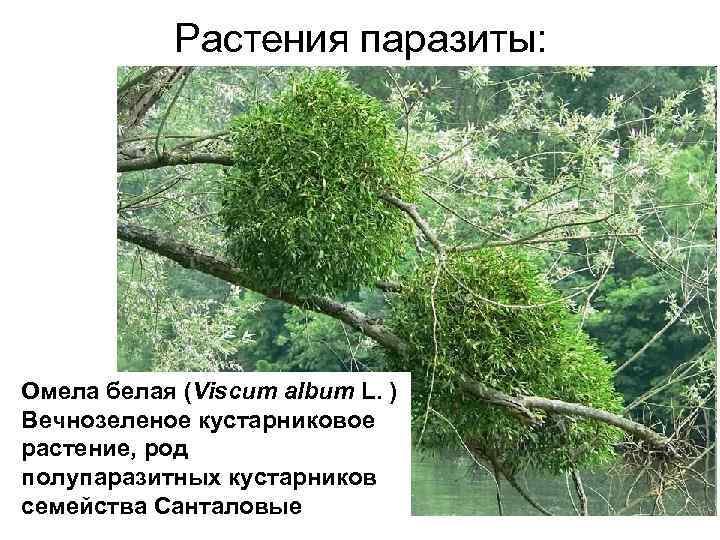 Растения паразиты: Омела белая (Viscum album L. ) Вечнозеленое кустарниковое растение, род полупаразитных кустарников