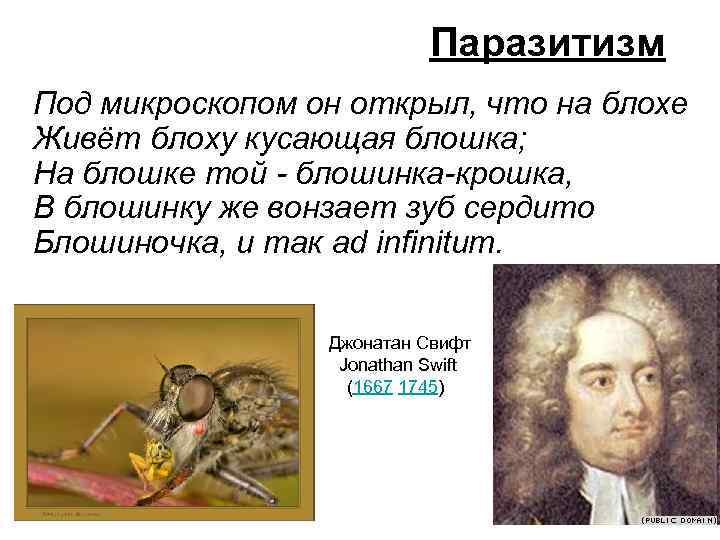 Паразитизм Под микроскопом он открыл, что на блохе Живёт блоху кусающая блошка; На блошке