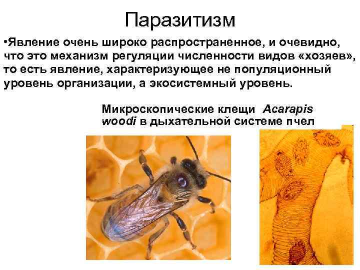 Паразитизм • Явление очень широко распространенное, и очевидно, что это механизм регуляции численности видов
