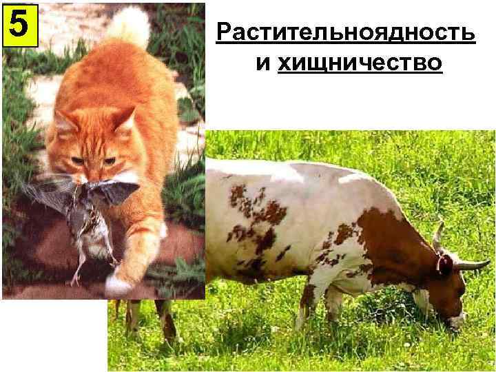 5 Растительноядность и хищничество 