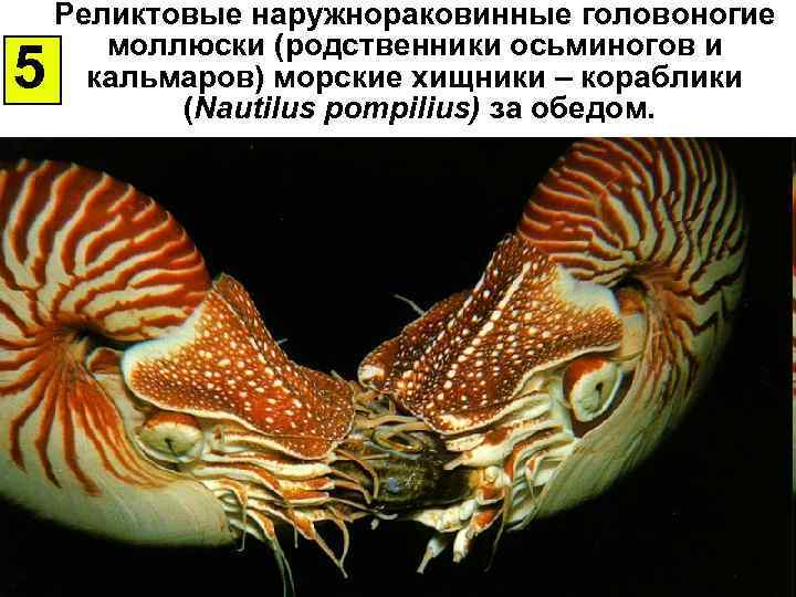 5 Реликтовые наружнораковинные головоногие моллюски (родственники осьминогов и кальмаров) морские хищники – кораблики (Nautilus