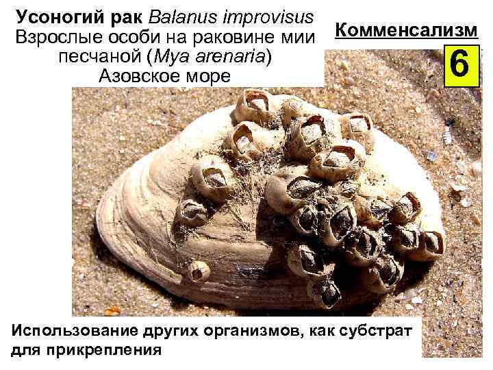 Усоногий рак Balanus improvisus Взрослые особи на раковине мии песчаной (Mya arenaria) Азовское море