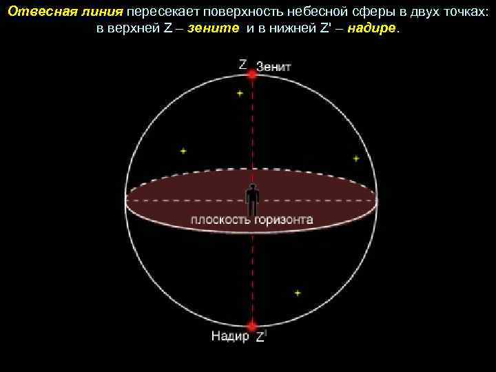 Отвесная линия пересекает поверхность небесной сферы в двух точках: в верхней Z – зените