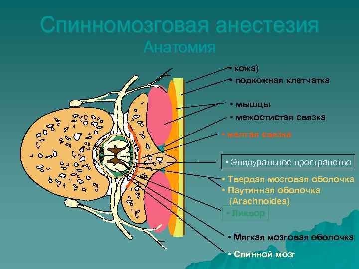 Спинномозговая анестезия Анатомия • кожа) • подкожная клетчатка • мышцы • межостистая связка •