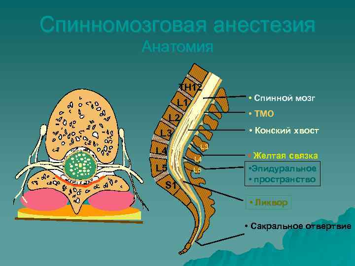 Спинномозговая анестезия Анатомия TH 12 L 1 • ТМО L 2 • Конский хвост