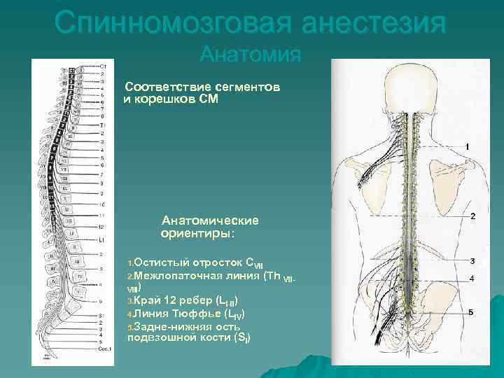 Спинномозговая анестезия Анатомия Соответствие сегментов и корешков СМ Анатомические ориентиры: 1. Остистый отросток CVII