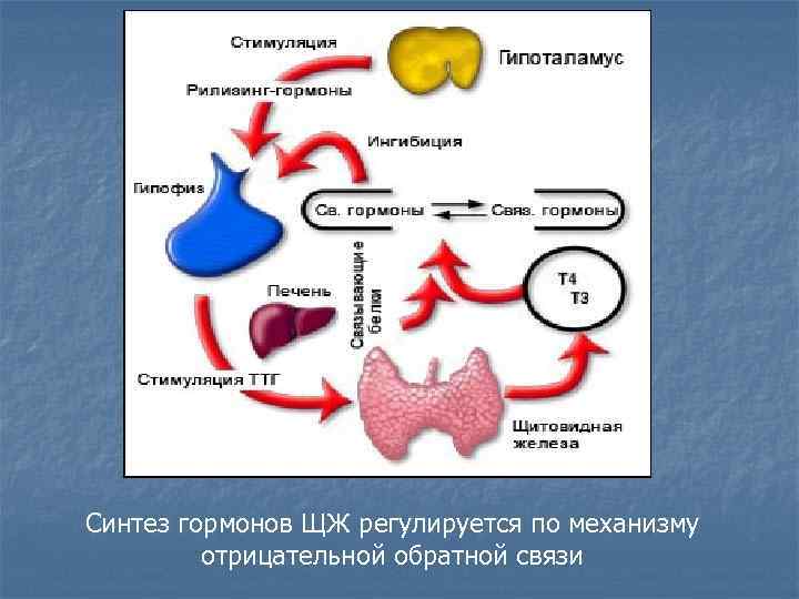 Синтез гормонов ЩЖ регулируется по механизму отрицательной обратной связи 